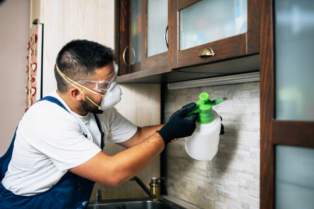 Best Wasp Removal Services  in Rockford, IL