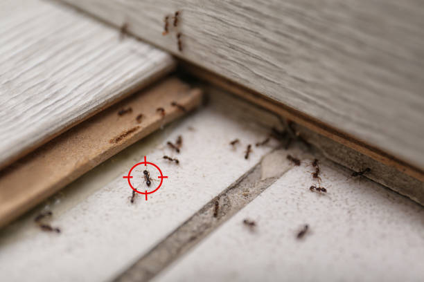Best Affordable Pest Control Services  in Rockford, IL