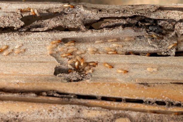 Best Wasp Removal Services  in Rockford, IL
